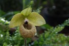 Paphiopedilum malipoense